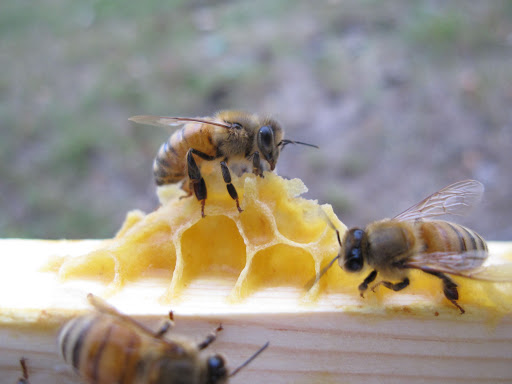 Cire d'abeille jaune bio 50gr - Bioflore - Lille 59