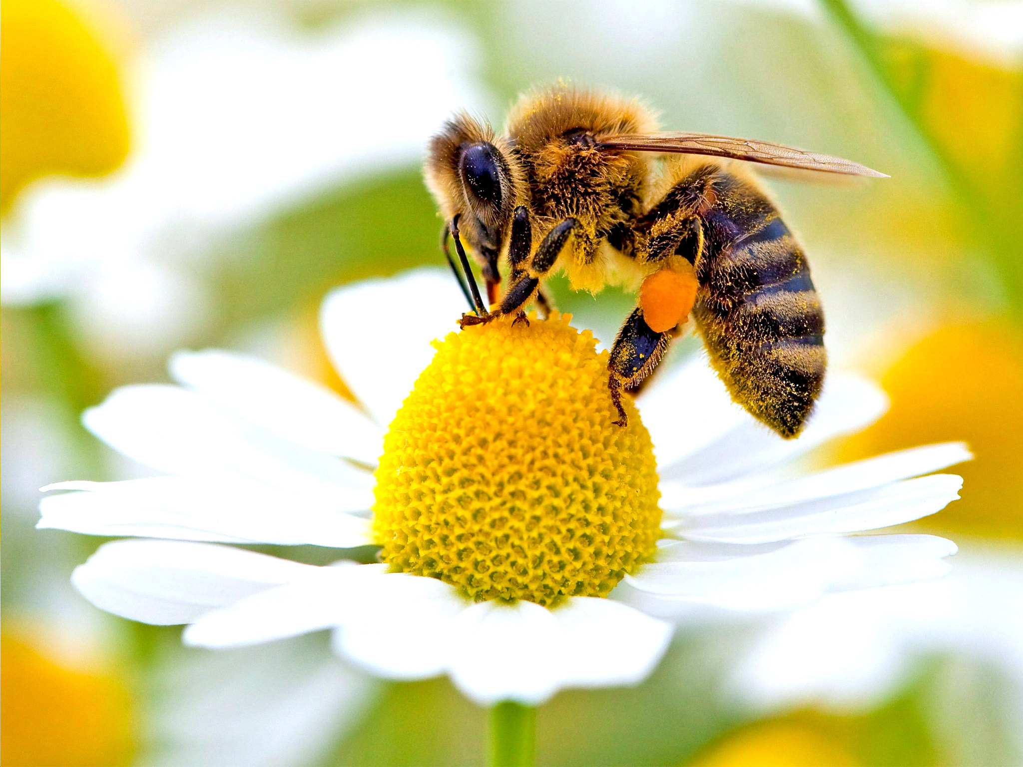 Cire d'abeille bio en copeaux