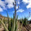 Aloe Vera BIO macérât huileux en vrac