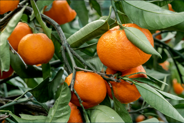 Mandarine rot ätherisches Bio-Öl