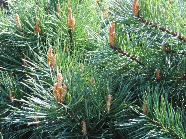 Waldkiefernöl ätherisches Bio-Öl