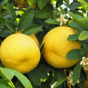 Grapefruitöl weiß ätherisches Bio-Öl