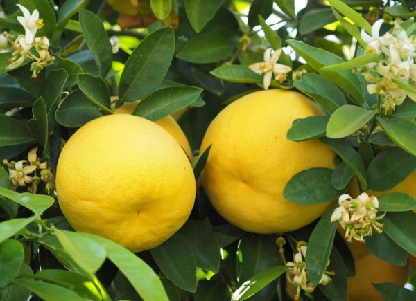 Grapefruitöl weiß ätherisches Bio-Öl