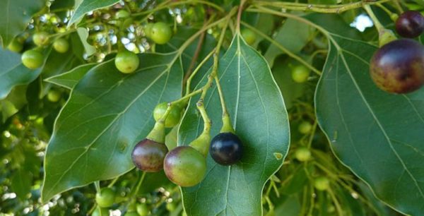 Ho-Blätter ätherisches Bio-Öl – Bild 2