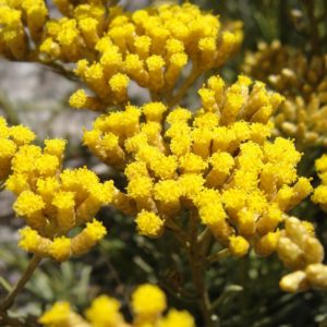 Helichrysum Madagascar Bio-Öl