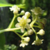 Litsea cubeba l'huile essentielle BIO – Image 2