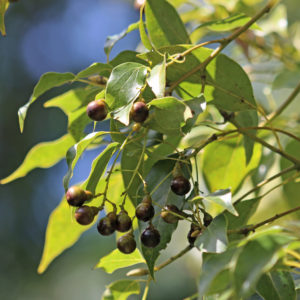 Ho-Blätter ätherisches Bio-Öl