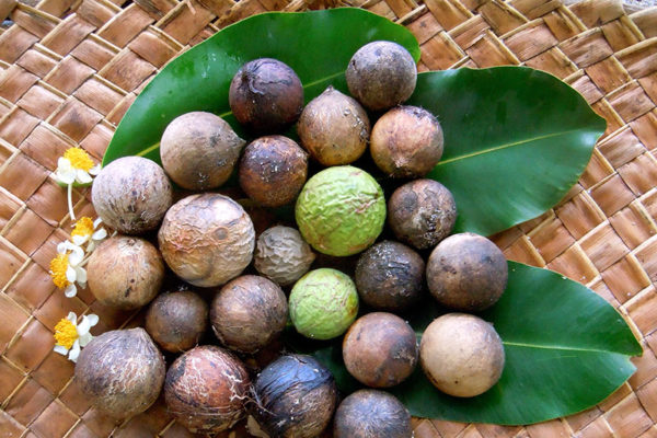 Calophyllumöl (Tamanuöl) Bio in loser Schüttung – Bild 2