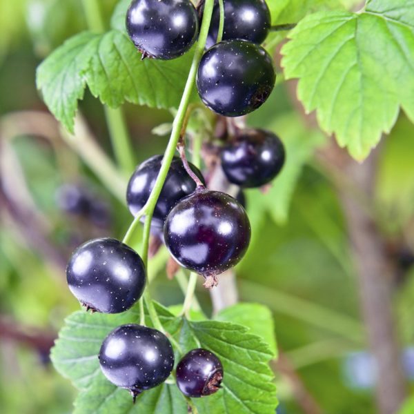 Schwarzes Johannisbeersamenöl Bio in loser Schüttung