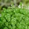 Basil Sweet ct. Methyl chavicol essential oil Organic