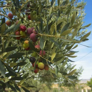 Olivenöl extra nativ Bio