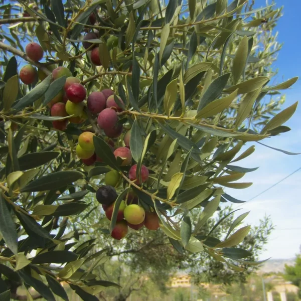 Olive huile extra vierge BIO